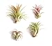 Shop Succulents| Good Juju Tropical Tillandsia Air Plant Kit, Hand Selected Variety Pack | Collection of 4