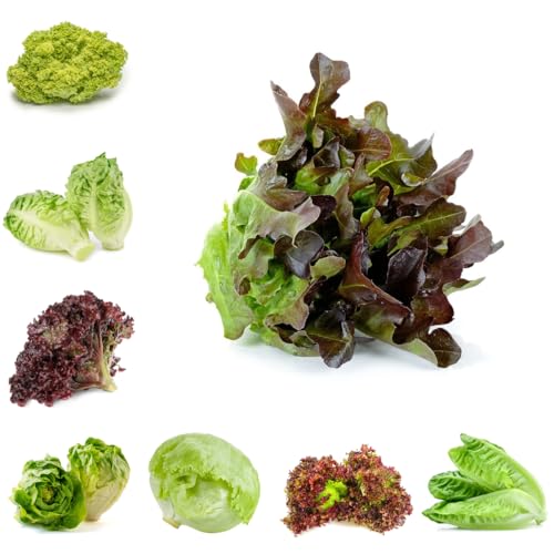 lattuga, varietà antiche, lattuga a foglia larga rampicanti esotiche semi di Aiule rialzate per il giardino semi di per aiuole rialzate resistenti in vaso da 500pcs