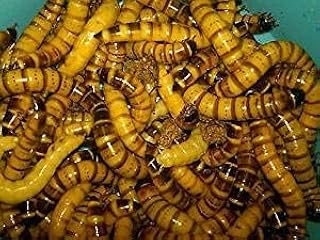 1000 Live Super Worms