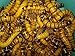 Bassett's Cricket Ranch 1000 Live Super worms