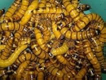 BASSETT'S CRICKET RANCH 1000 Live Super Worms
