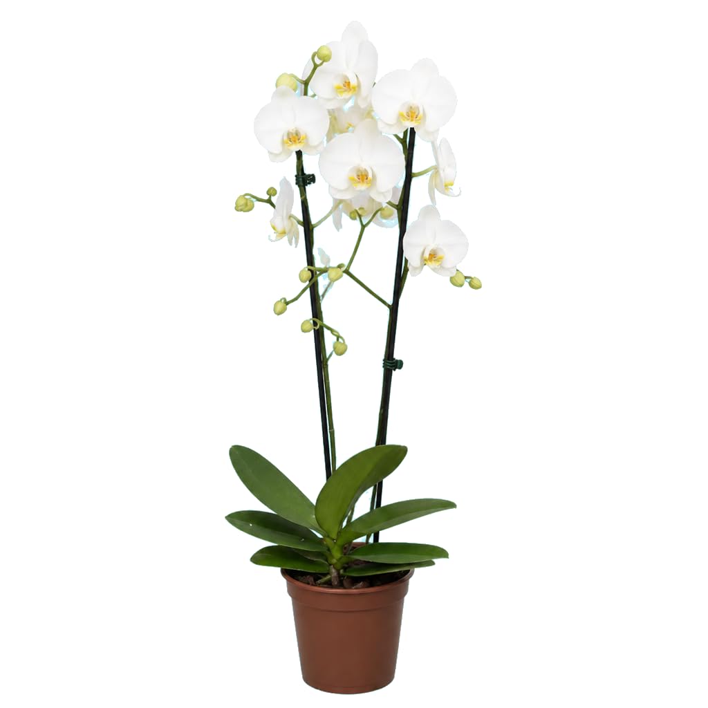 DECOALIVE Phalaenopsis 2 Troncos Orquídea Planta Viva Alta en Maceta de 12 cm de Diámetro y 55-65 cm de Altura