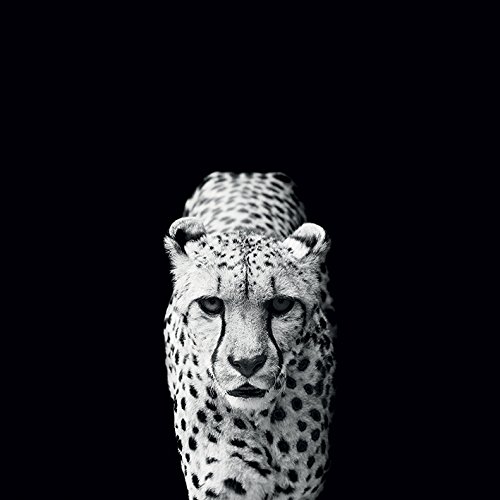 Toile imprimée Acinonyx Jubatus 40 x 40 cm pour habiller un mur vide