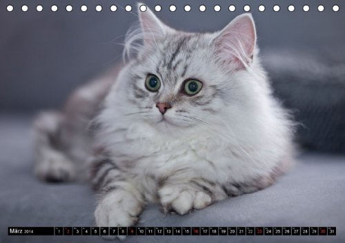 Rassekatzen (Tischkalender 2014 DIN A5 quer): Wunderschöne und liebenswürdige Samtpfoten (Tischkalender, 14 Seiten)