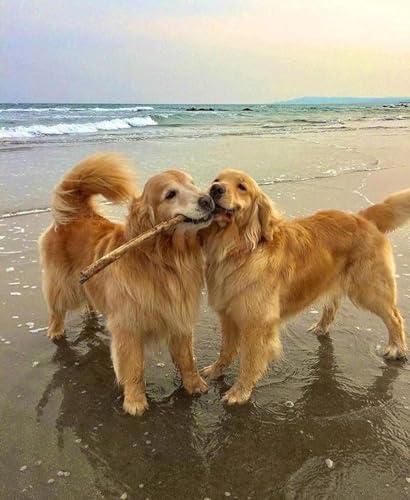 Jigsaw Puzzles Golden Retriever Dogs Animal 1000 Piece Jigsaw Puzzle