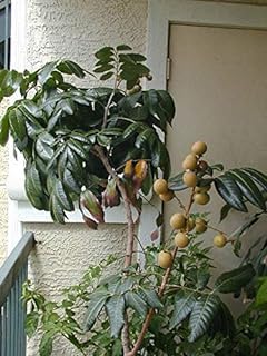 Rare Thai Variety Four Season Longan Fruit Live Plant (GRAFTED) Dimocarpus Longan live Tree,Healthy plant With polibag Pack of 1(1.5-2 Ft Height)