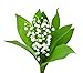 10 Very Large, Plump Lily of the Valley Bare Roots Fresh from Holland - Eager to Bloom!