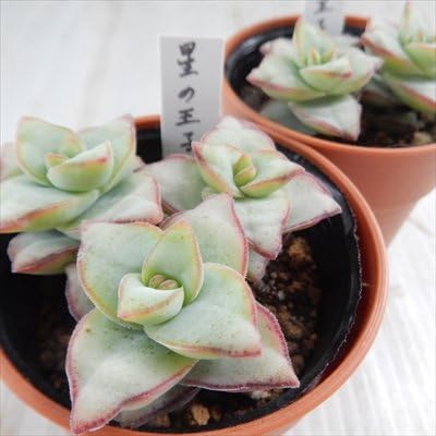 Amazon Hmクラッスラ 星の王子 多肉植物 6cmポット 観葉植物 オンライン通販