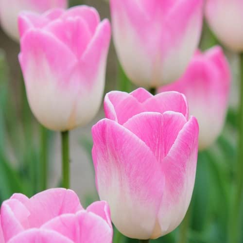 チューリップ 球根 シンフォニー ３球入のサムネイル