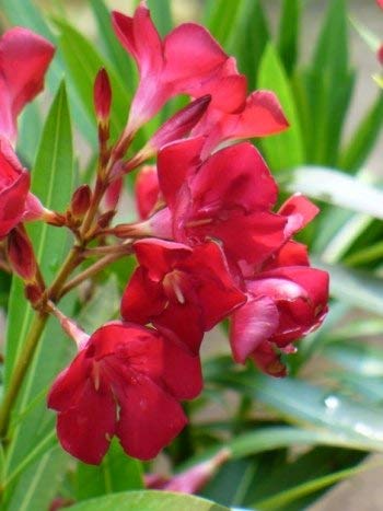Guruji Plantation Kaner Plant Red Color Flower Healthy Natural with Plastic Pot
