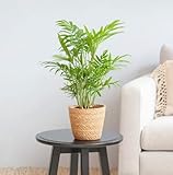 Best Air Purifying Plant - Chamaedorea elegans - Areca Palm - Parlour Palm - Easy Care houseplant- Shade Tolerant Plant - Green Foliage houseplant in 9 cm Pot Approx 40cm Tall - Image 1