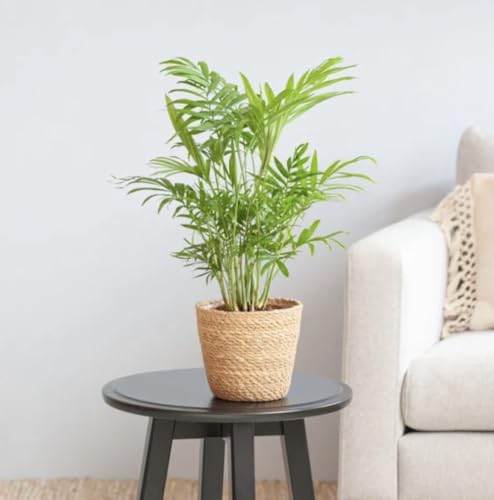 Best Air Purifying Plant - Chamaedorea elegans - Areca Palm - Parlour Palm - Easy Care houseplant- Shade Tolerant Plant - Green Foliage houseplant in 9 cm Pot Approx 40cm Tall