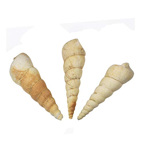 CrystalAge Turritella Fossili