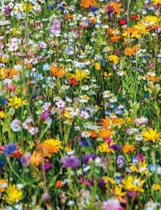 BEE Flower Mix (Beneficial Insect Mix) 300 Seeds