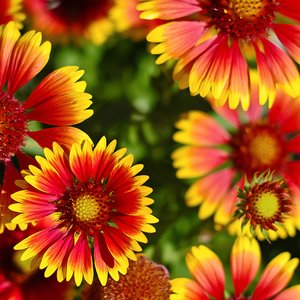 Creative Farmer Flower Seeds : Gaillardia Pulchella Seeds Winter Flowers Seeds For Terrace And Kitchen Gardening Garden [Home Garden Seeds Eco Pack] Plant Seeds (B078RGXT2B) Amazon Price History, Amazon Price Tracker