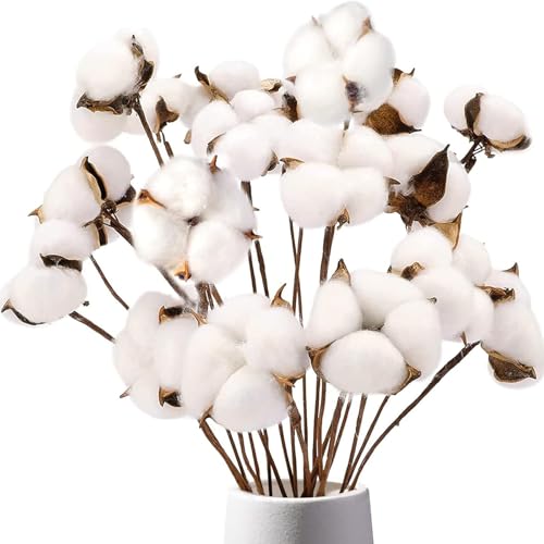 DomeStar Cotton Stems 8 Packs with 15 Bolls, Natural Dried Flowers Cotton Sprigs for Vase Fillers and Floral Arrangements - Fall Decorations and DIY Crafts