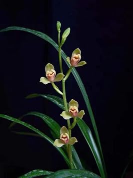 Noble Orchid Live Cymbidium Ensifolium Xia Huang Mei Bare Root and Shipped