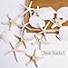JQAQJU 3-4 Inches Large Starfish and Scallop Shells for Crafts 12PCS, Natural Beach Sea Shells for Crafting, Baking Shells Perfect for White Christmas Decor Beach Party Wedding Fishtank DIY Crafts