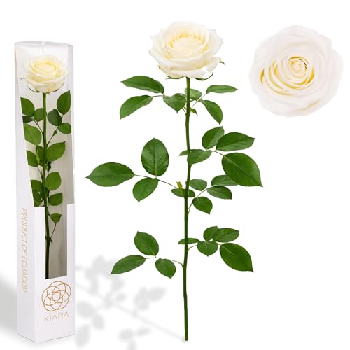 Une rose blanche éternelle naturelle préservée avec tige 55 cm pour femme, maman, petite amie, grand-mère - Fleurs infinies pour anniversaire, Saint-Valentin, fête des mères, Noël - Livraison à