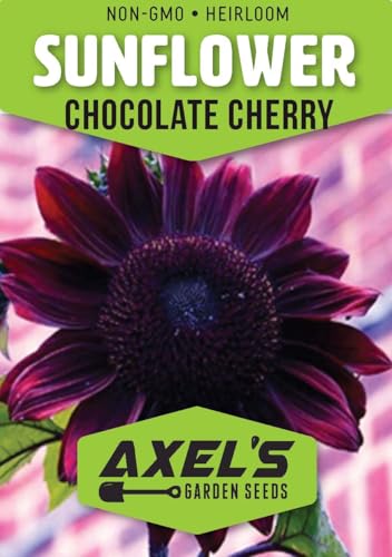 Purple Sunflower Seeds for Planting - 50 Heirloom Non GMO Chocolate Cherry Flower Seeds Plant & Grow Home Outdoor Annual Garden - 1 Packet