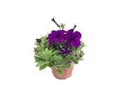  Petunia azul (Petunia Hybrida)