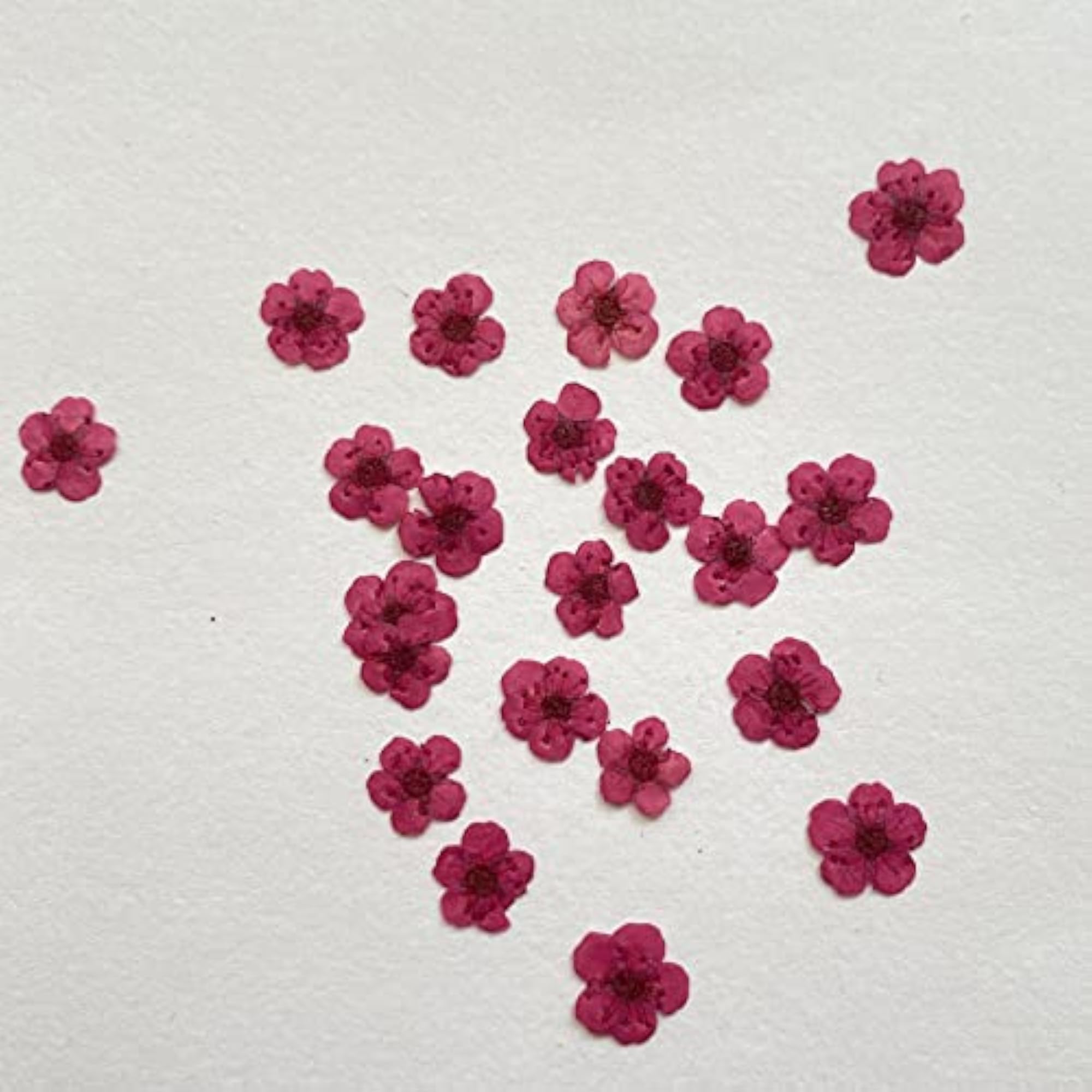 100 Pcs Pressed Flower for Resin Craft Making