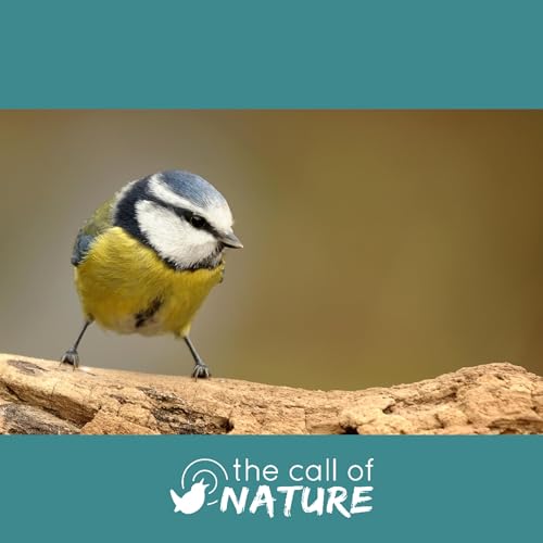 Episode 13 "Silk Threads and Biting Blue Tits" cover art