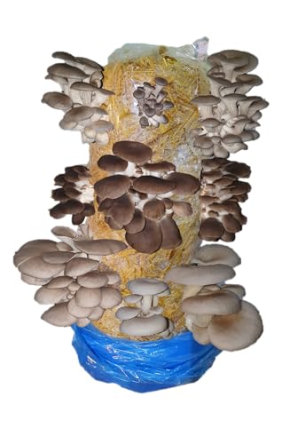 Mushroom Growing Kit, Edible Blue, Florida & Phoenix Oyster, XL 1 Meter Long, Easy and Fast Ideal for Beginner Mushroom Grow kit, Including Living Spawn, Gardening Gifts - Foragers Table