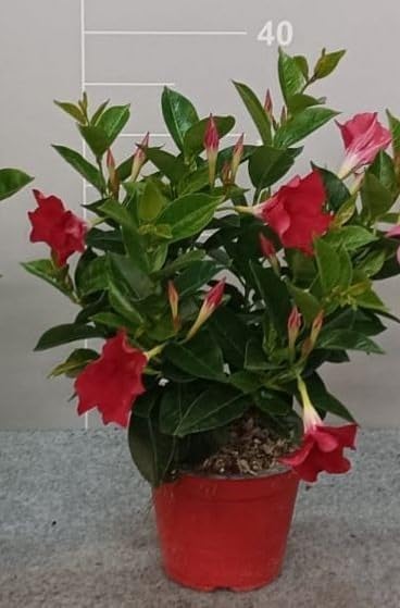 Dipladenia Pianta Rampicante Sempreverde con Fiori Rossi su Vaso cm 14 in Confezione da 2 Piante