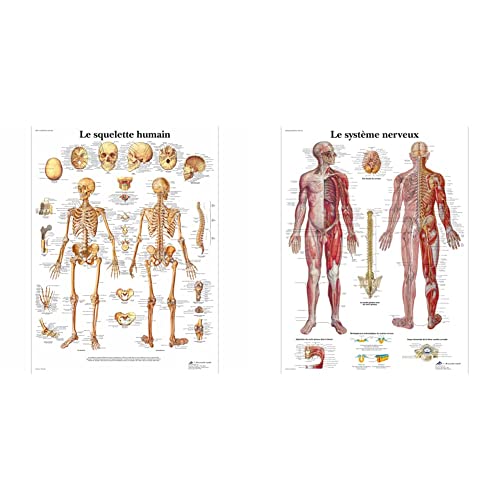 Planche Anatomique Squelette Humain Système Nerveux 3B Scientific VR2113L