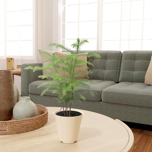 Image of Arcadia Garden Products LV111B Live Norfolk Island Pine Evergreen Tree Indoor Houseplant in Plastic Pot, Tropical Plant Collector Gift for Home and Garden Decor, 4-inch, Beige