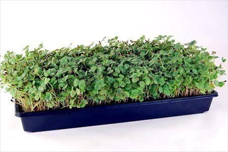 10 Plant Growing Trays (No Drain Holes) - 20" X 10" - Perfect Garden Seed Starter Grow Trays: For Seedlings, Indoor Gardening, Growing Microgreens, Wheatgrass & More - Soil Or Hydroponic #TOP4