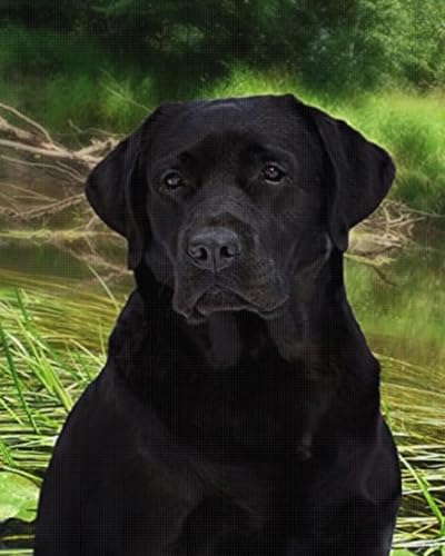 Kit broderie point de croix imprimé chien noir canevas DIY adulte 40x50 cm
