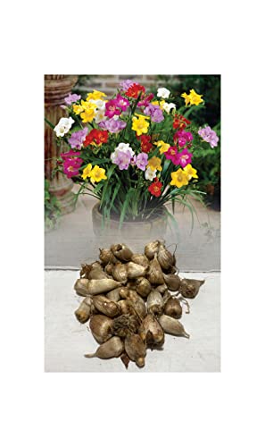 25 Double Freesia Bulbs Mixed Colours Fragrant Ideal for Roc
