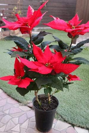 Amazon 鉢花 花木 ポインセチア ピエロ ５号サイズプラ鉢 鉢