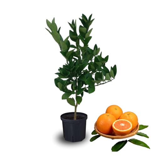 TAZGO Valencia Orange Tree