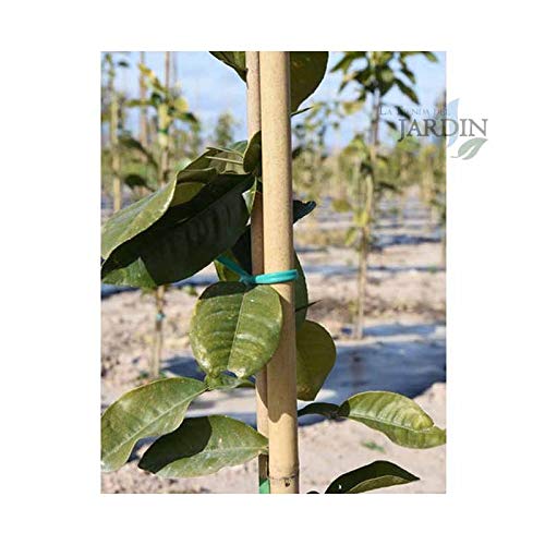Suinga Pack 200 Tutores de Bambú 200 cm (10-12 mm) - Varillas Resistentes para Plantas, Árboles y Hortalizas | Soporte para Plantas, Tomates | Tutores para Plantas trepadoras