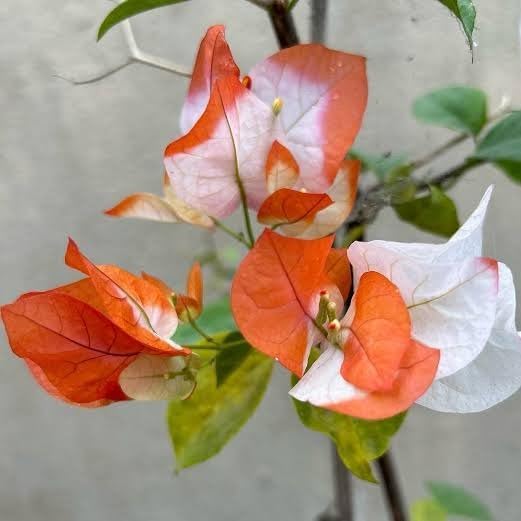 N, All-Time Original & Authentic 12-Month Hybrid Maharani Bougainvillea – Multicolor Live Plant In Poly Bag | Rare Exotic Flowering Plant | Perfect for Home Garden, Balcony & Pots Etc.NDN-7J-image-22