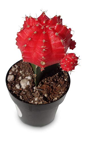 Grafted Moon Cactus Gymnocalycium Mihanovichii (Red)