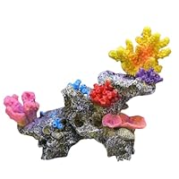 ブレインコーラル サンゴ 標本 16cm 自然科学 インテリア アクアリウム