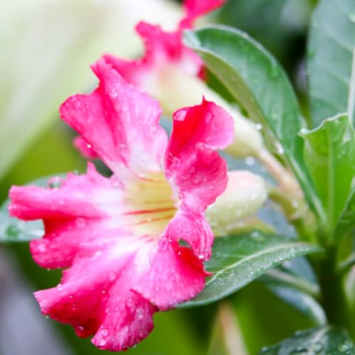 Pink Desert Rose Plant Live, Adenium Obesum Seedlings Well-Rooted, Starter Plants 4 to 5 Inc Tall, Indoor Outdoor Growing, Pink Blooms