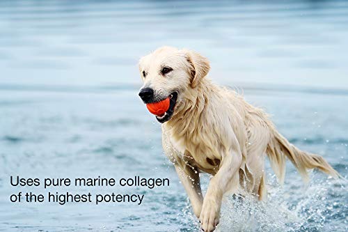 K9 Collagen Hip & Joint Supplement For Dogs - Fish Collagen Powder For Canines, Supports Healthy Joints, Improved Mobility, Pain Relief, Pet Wellness, Puppy Care, 1 Month Supply #TOP2