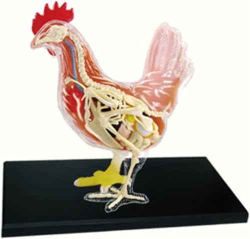 Biologie animale et anatomie d'organe de poulet modèle d'assemblage 4D - 6