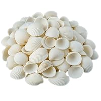 NieYat Muscheln Natürliche Muschel, 2CM-4.5CM Weiße Muschel zum Basteln