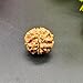 Ek Mukhi GOL/One Face Round Nepal Rudraksha 20-21 mm
