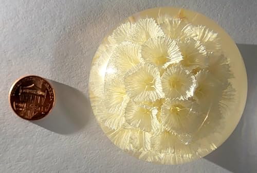 Image of 60mm Real White Windmill Fruit Starflower Flower Pincushion Seeds in Clear Lucite Resin Paperweight Ball Scabiosa Stellata Anniversary Wedding Valentine Mother's Day Gift Herbarium Display Collection