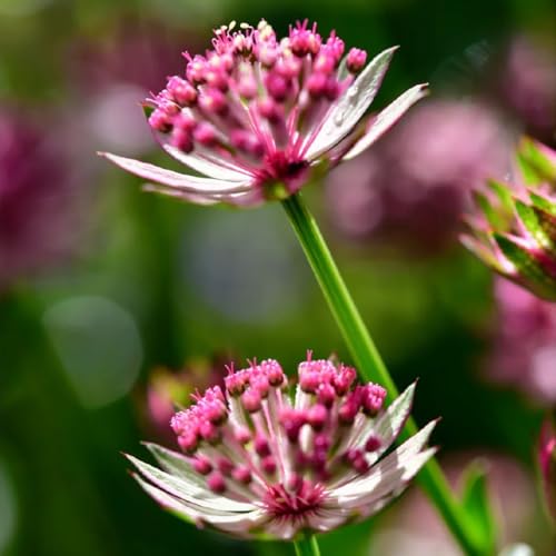 semi di ombrella stellata resistenti all'esterno, decorazione autunnale stella ombrella balcone, decorazione del giardino per esterno 100pcs