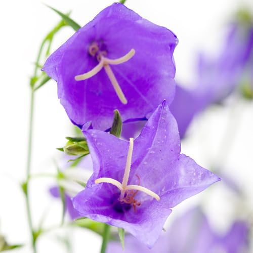 Semi di campanula-Campanula media,per luoghi soleggiati coltivazione di semi,resistenti all'esterno decorazione 400pcs