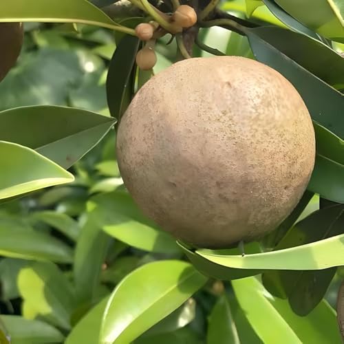 Image of All-Time12 Months Hybrid Grafted Guti Kolom Live Fruit Plant Original & Authentic Organic Tree for Outdoor Fast-Growing Fruit Plant Home Pack Of-1 (Cricket Ball Chiku Plant, Medium)