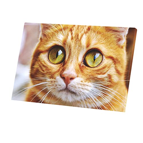 Toile chat potté au regard attachant pour sublimer votre foyer